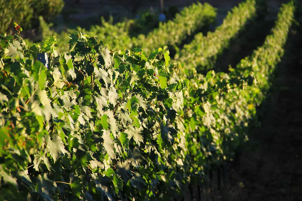 Agriturismo San Mauro-1